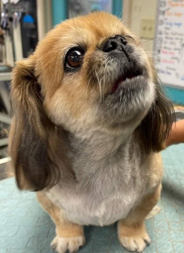 Selma M. review photo