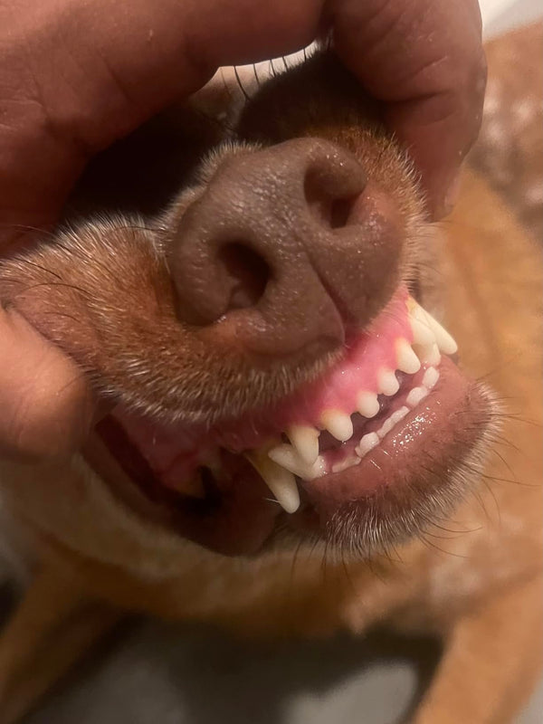 Ali Vural, İstanbul review photo