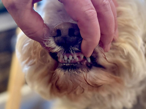 Ahmet K. review photo