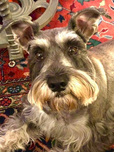 Elif Yazgı review photo