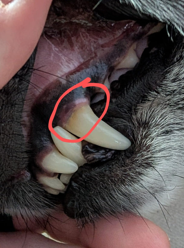 Serkan Polat review photo