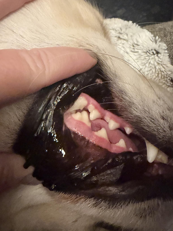 Deniz A. review photo