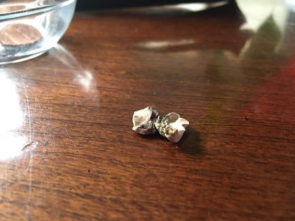 Esma Z. review photo