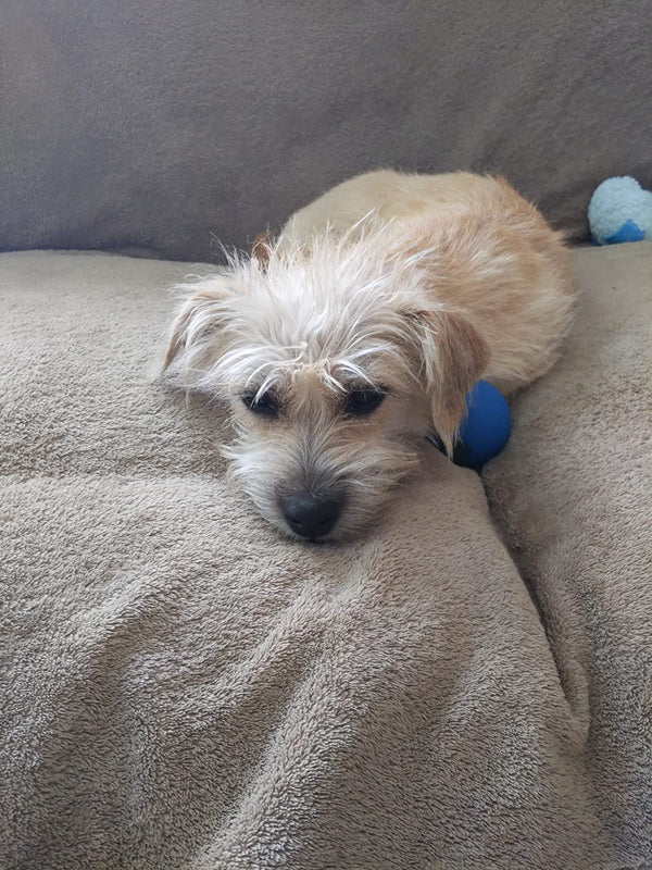 Büşra H. review photo